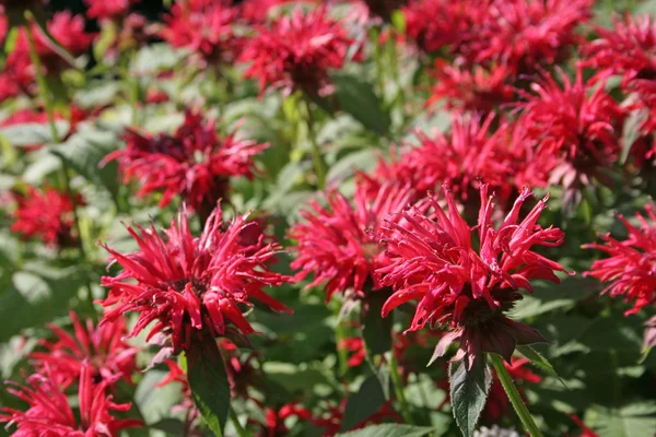 Rosafarbener Bienenbalsam — Stockfoto