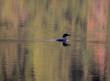 Loon siluet bir gölde