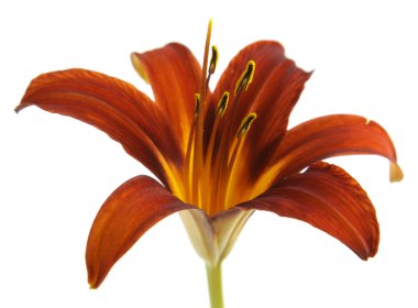 Beyaz üzerine kırmızı Lily izole