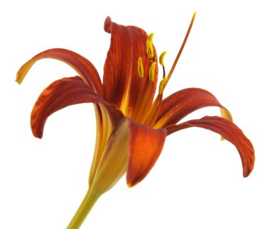 turuncu kırmızı lily