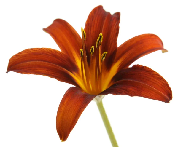 Red Lily Isolated on White — Stock Photo, Image