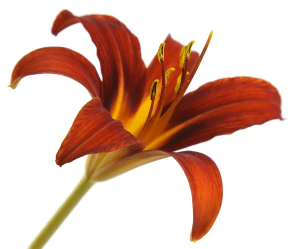 Orange Red Lily on White — Stock Photo, Image