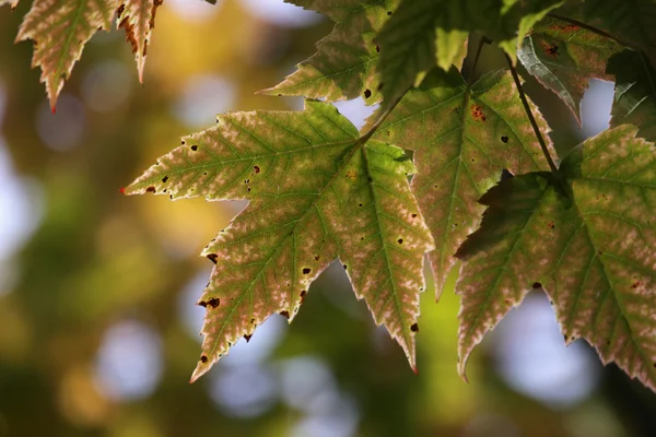 Maple Leaf solo girando — Foto Stock