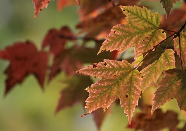 Pinkish Red Maple Leaves — Stock Photo, Image