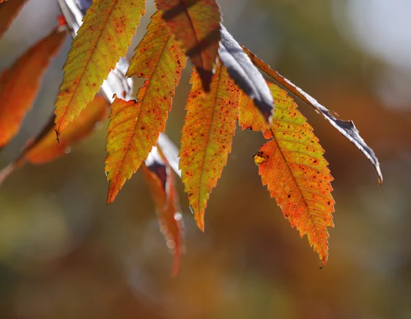 Sumac Herbstblätter — Stockfoto