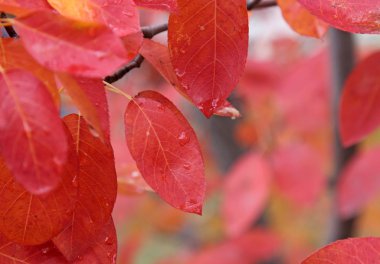 Kızıl Serviceberry yaprakları