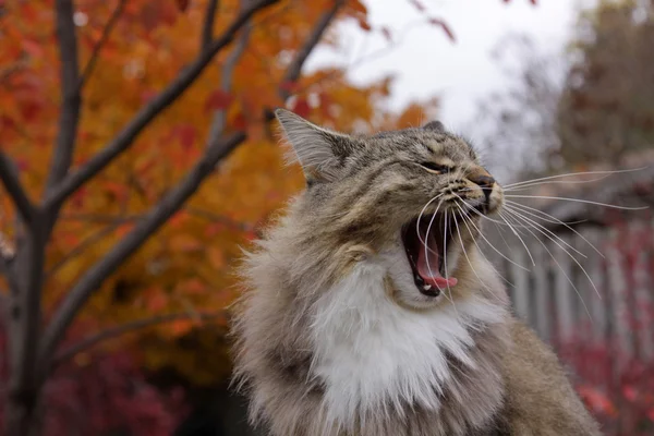 Bâillement chatte chat — Photo