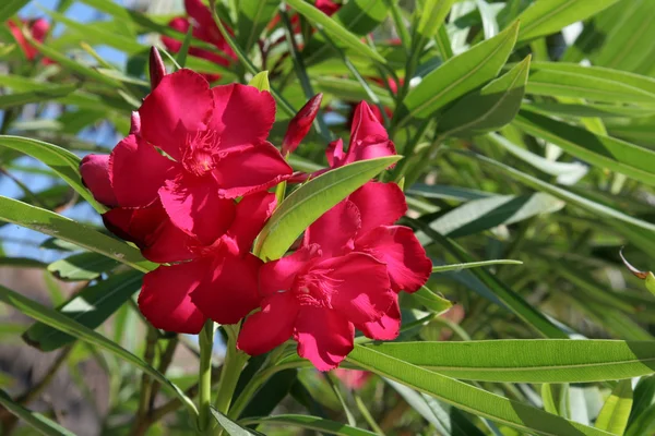 赤の熱帯の花 — ストック写真