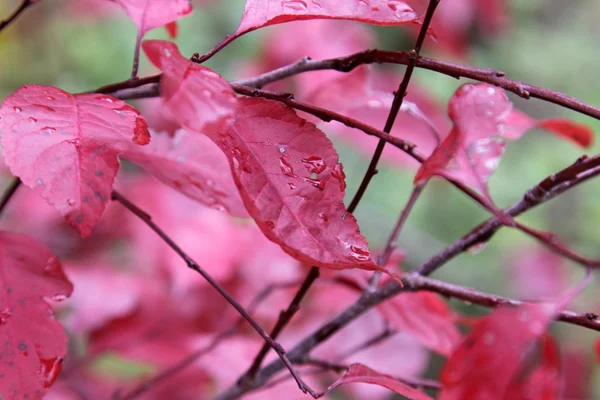 Podzim písek purpurové listy cherry — Stock fotografie