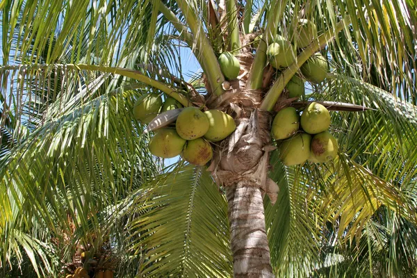 Produzione di palme — Foto Stock