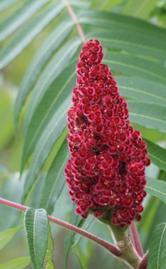 staghorn sumak bud