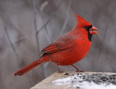 Northern Cardinal Eating clipart