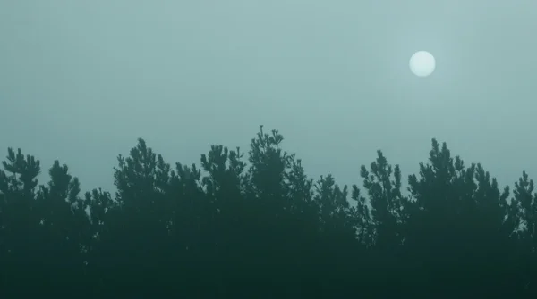 Синяя линия дерева туманных солнце — стоковое фото
