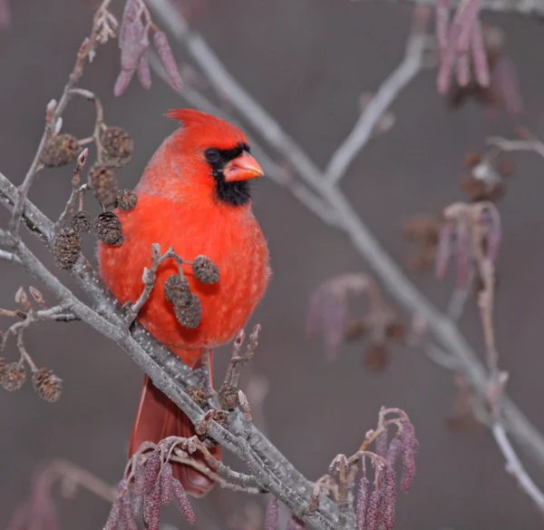 Maschio Northern Cardinal Profilo — Foto Stock