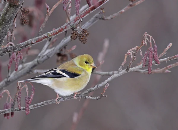 Perched Goldfinch — Stock Photo, Image