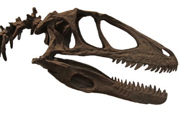 deinonychus kafatası
