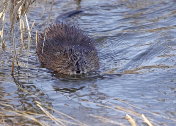 Muskrat em uma natação — Fotografia de Stock