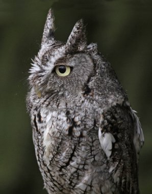 Doğu screech baykuş yakın çekim