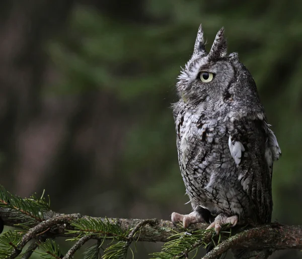 Perched Screech Owl — Stock Photo, Image