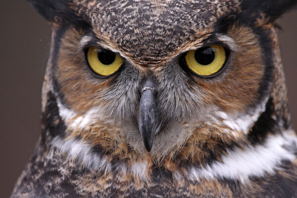 Great Horned Owl Eyes