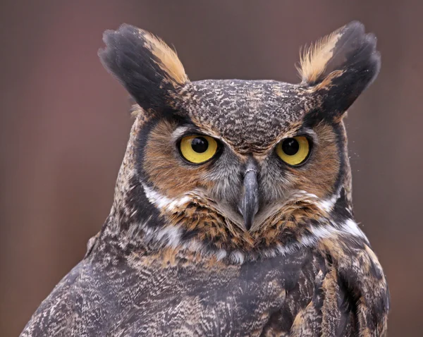 Great Horned Owl Up-close — Stock Photo, Image