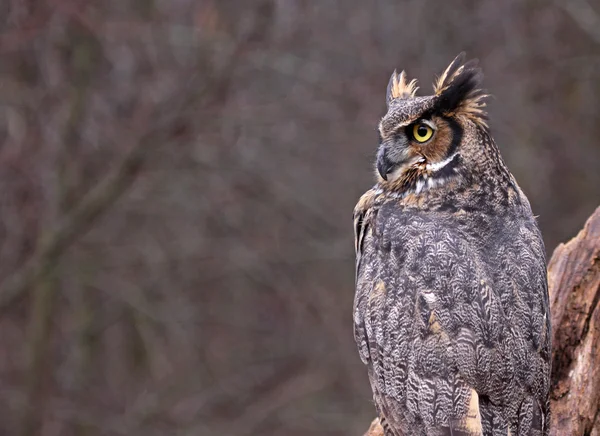 Great Horned Owl Copyspace — Stockfoto