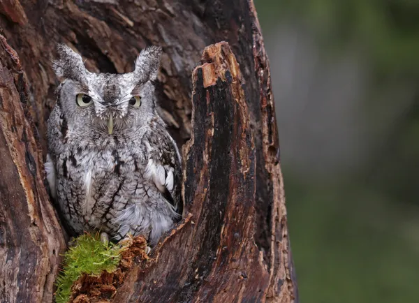 Screech owl při pohledu z pařezu — Stock fotografie