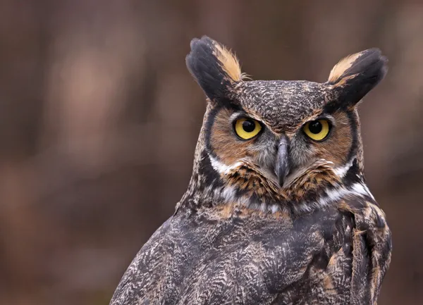 Great horned owl öron — Stockfoto