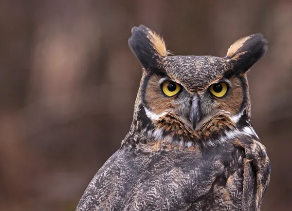 アメリカワシミミズク耳 — ストック写真