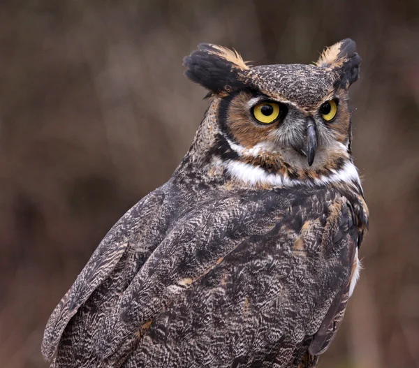 Perfil de Great Horned Búho — Foto de Stock