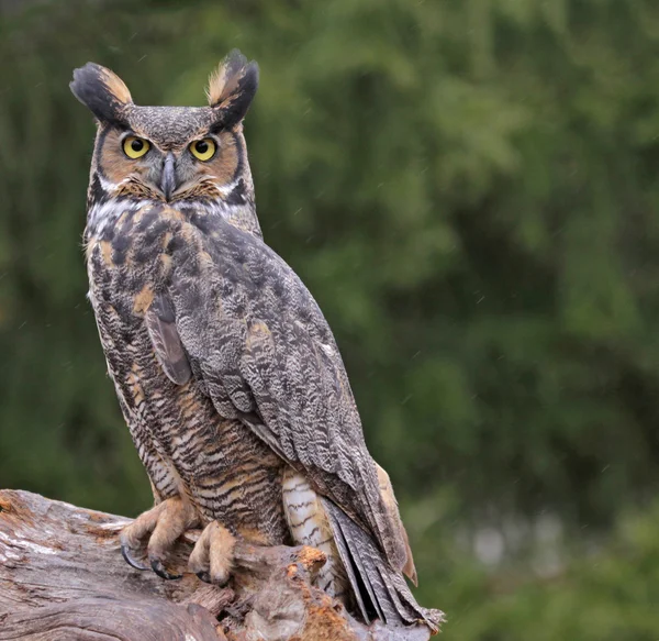 Great horned owl i regnet — Stockfoto