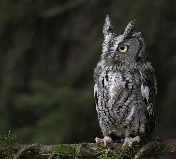 Sedící screech owl — Stock fotografie