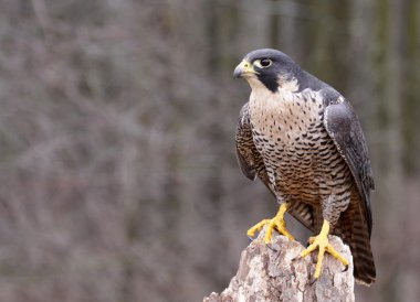 tünemiş peregrine falcon