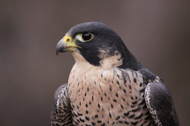 Peregrine falcon yakın çekim