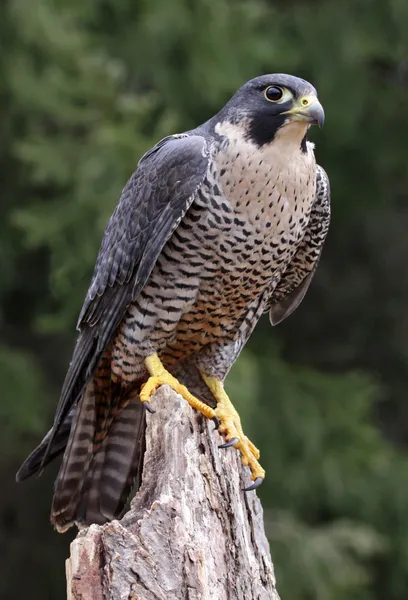 Peregrine Falcon sentado — Fotografia de Stock