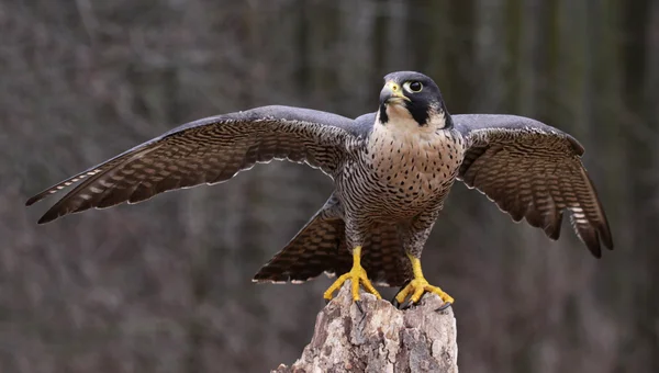 Stretching Peregrine Falcon — Stock Photo, Image