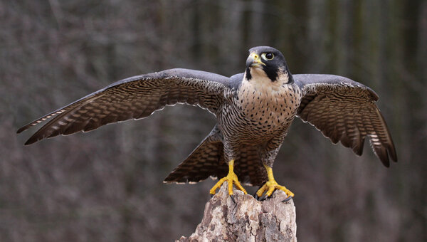 Stretching Peregrine Falcon