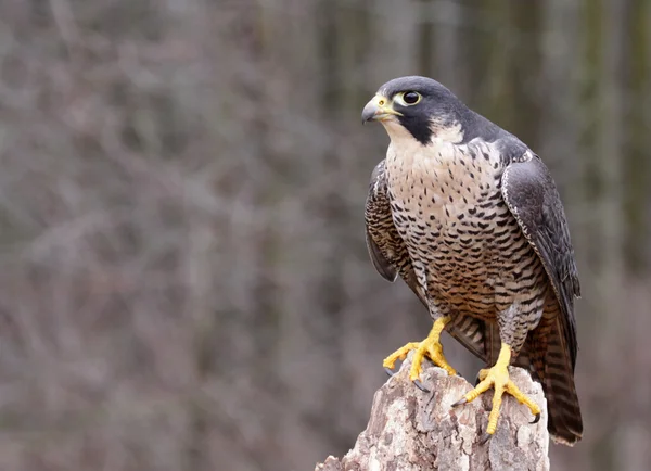 Falco pellegrino appollaiato — Foto Stock