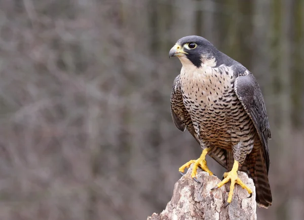 Hochsitzender Wanderfalke — Stockfoto