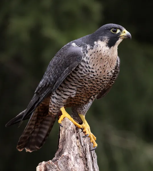 Falcão Peregrino Estacionário — Fotografia de Stock