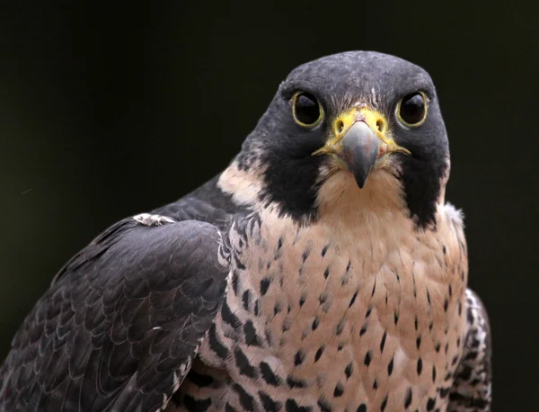 Staring Falco pellegrino — Foto Stock