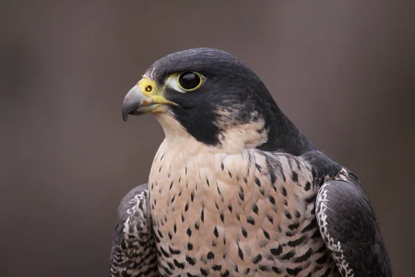 Falcão-peregrino close-up — Fotografia de Stock