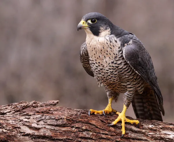Angry Peregrine Falcon — Stock Photo, Image