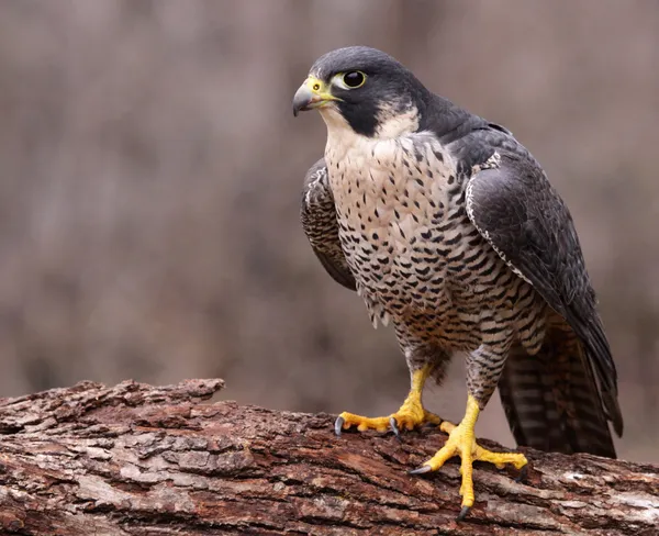 Halcón Peregrino enojado — Foto de Stock