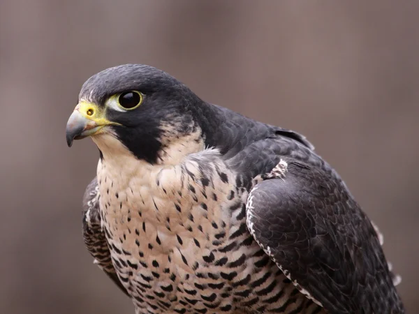 Falco pellegrino concentrato — Foto Stock