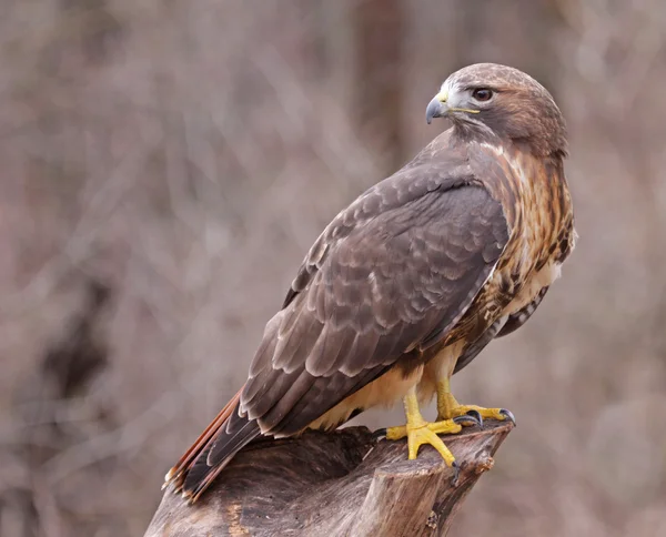 Red - tailed hawk Terugkijkend — Stockfoto