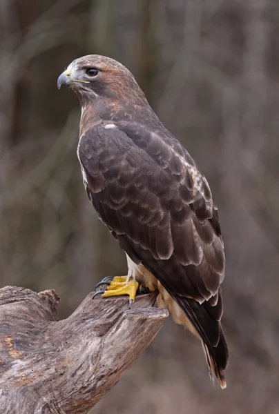 Falco dalla coda rossa seduto — Foto Stock