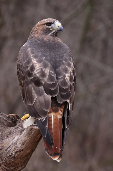 Stationära röd - tailed hök — Stockfoto