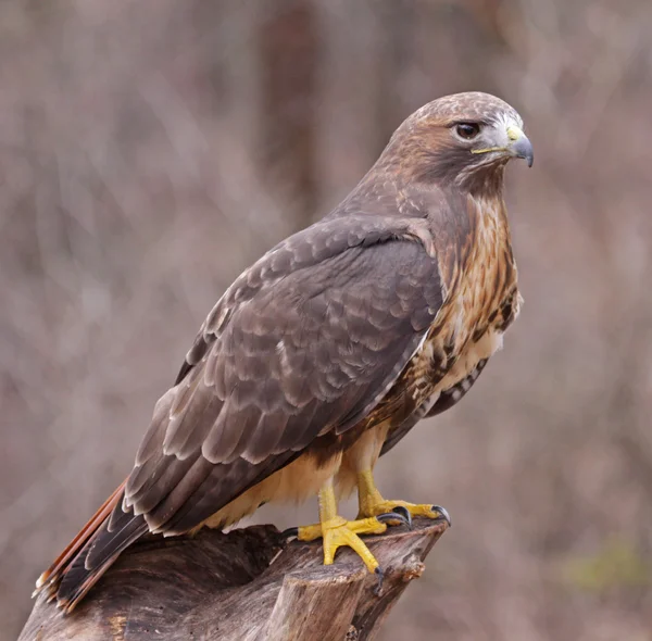 Gestelde red - tailed hawk — Stockfoto