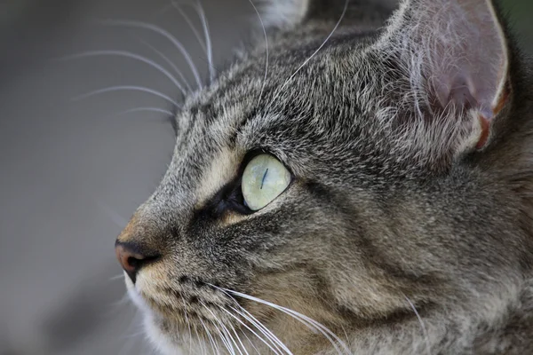 Gato em Atenção — Fotografia de Stock